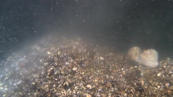 Lekande av mussla. — Stockvideo