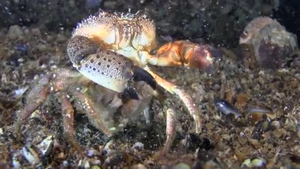 繁殖 ︰ 产卵的疣蟹 （酋妇疣). — 图库视频影像