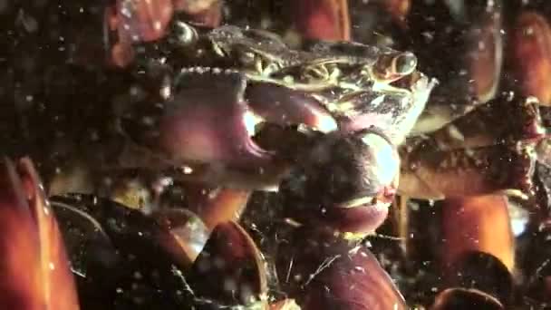 Masa tarło polychaete robaka (Nereis sp.). — Wideo stockowe