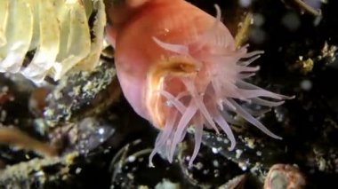 Deniz halkalı solucanları solucan (Nereis sp kitle yumurtlama.).