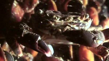 Deniz halkalı solucanları solucan (Nereis sp kitle yumurtlama.).