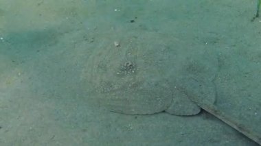 Twineye Skate (Raja miraletus).