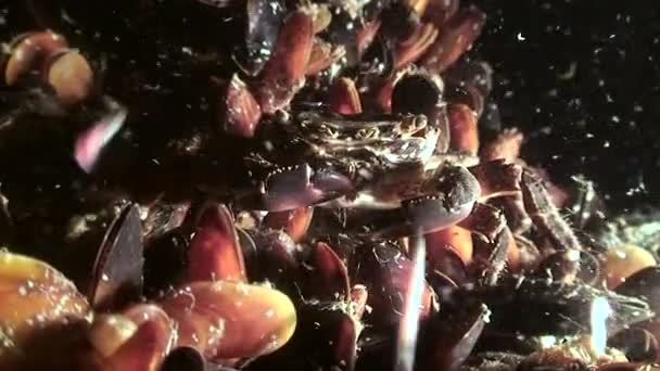 Desova em massa de vermes poliquetas (Nereis sp. .). — Vídeo de Stock