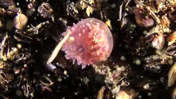 Masové tření polychaete červa (Nereis sp.). — Stock video