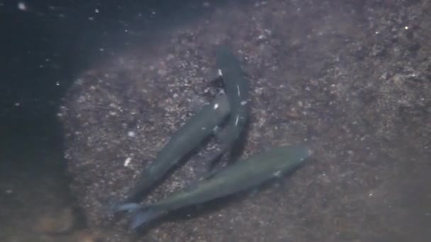 Grey mullet (Liza aurata) eat eggs of Mussels. — Stock Video