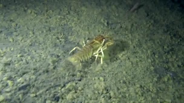 Cangrejo de río europeo (Astacus sp. .) — Vídeo de stock