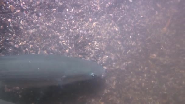 ボラ (リザ aurata) は、ムール貝の卵を食べる. — ストック動画