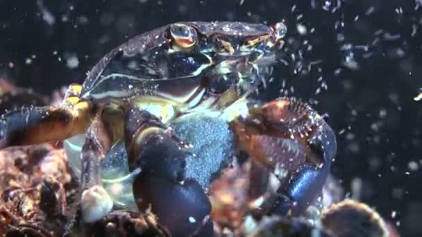 Reprodução de caranguejo de mármore (Pachygrapsus marmoratus ). — Vídeo de Stock