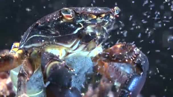 Reproductie van marmeren krab (Pachygrapsus marmoratus). — Stockvideo