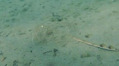 Twineye Skate (Raja miraletus).