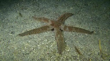 Dikenli Deniz yıldızı (Marthasterias glacialis).