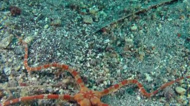 Yumuşak şekeri Star (Ophioderma longicauda).