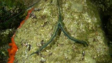 Yeşil spoonworm (Bonellia viridis).