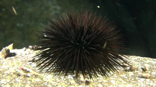 Black Sea Urchin (Arbacia lixula) op een rots. — Stockvideo