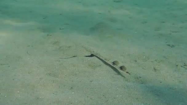 Marine fish Skate (Raja sp.). — Stock Video