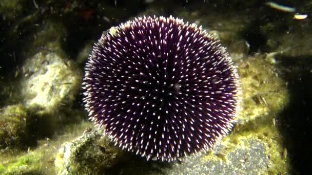Purple sea urchin (Sphaerechinus granularis) on a rock. — Stock Video