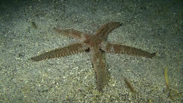 Espinhosa estrela-do-mar (Marthasterias glacialis ). — Vídeo de Stock