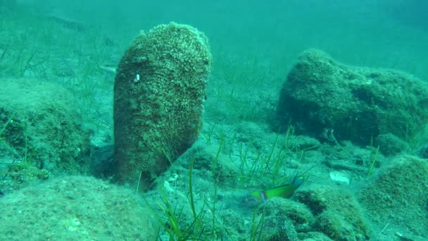 Invólucro nobre da caneta (Pinna nobilis ). — Vídeo de Stock