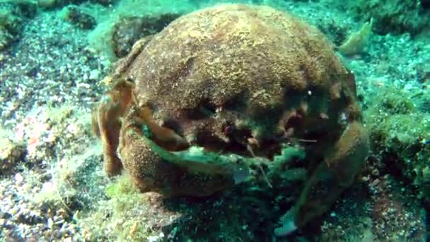 Svamp krabba (Dromia personata). — Stockvideo