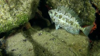 Deniz balıkları mermer spinefoot (Siganus sp.).
