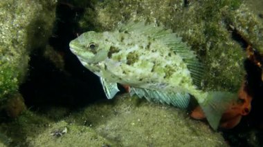 Deniz balıkları mermer spinefoot (Siganus sp.).