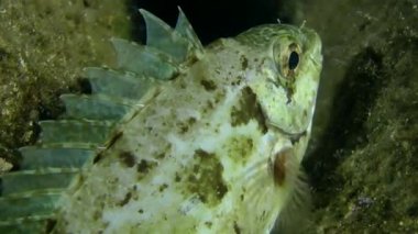 Deniz balıkları mermer spinefoot (Siganus sp.).