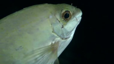 Deniz balıkları mermer spinefoot (Siganus sp.).