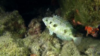Deniz balıkları mermer spinefoot (Siganus sp.).