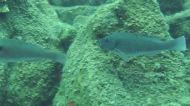 Akdeniz Papağan Balığı (Sparisoma cretense)).