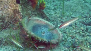 Akdeniz gökkuşağı wrasse (Coris julis bir sürü).