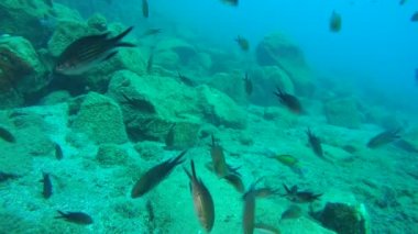 Ederler (krom krom büyük bir sürü).