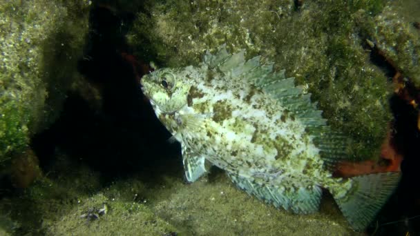 Marmorierter Dornfuß (siganus sp.). — Stockvideo