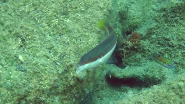 Arco iris mediterráneo Wrasse (Coris julis). — Vídeos de Stock