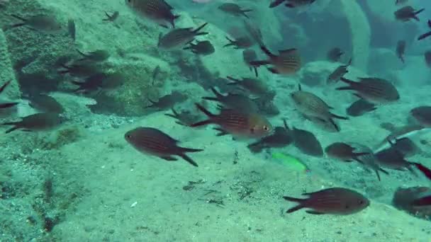 Una gran bandada de damiselas (Chromis chromis ). — Vídeo de stock