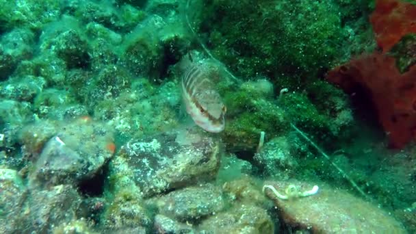 Peces marinos Comber (Serranus cabrilla ). — Vídeo de stock