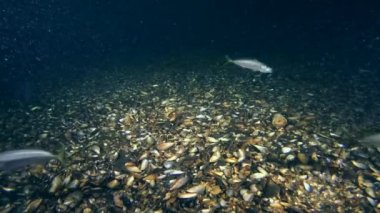 İstavrit (Trachurus trachurus).