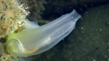 Sarı deniz (Ciona intestinalis Squirt).