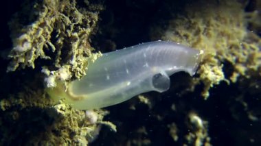 Sarı deniz (Ciona intestinalis Squirt).