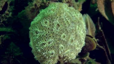 Altın yıldız Tunicate (Botryllus schlosseri).