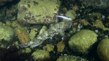 Rus kamçısı kaya balığı (Mesogobius batrachocephalus).