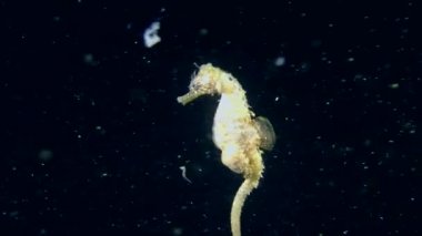 Seahorse erkek damızlık kese dan gençlere çıkarır.