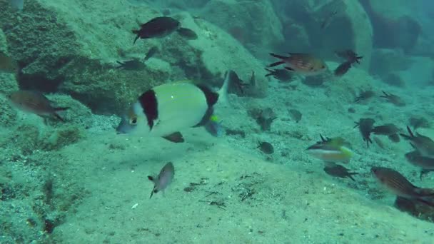 Verschiedene Meeresfische auf dem Hintergrund des felsigen Bodens. — Stockvideo