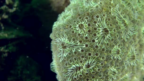 Zlatá hvězda Tunicate (Botryllus schlosseri). — Stock video