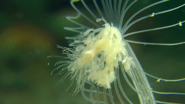 Kiwając Hydroid (Corymorpha zwisła). — Wideo stockowe