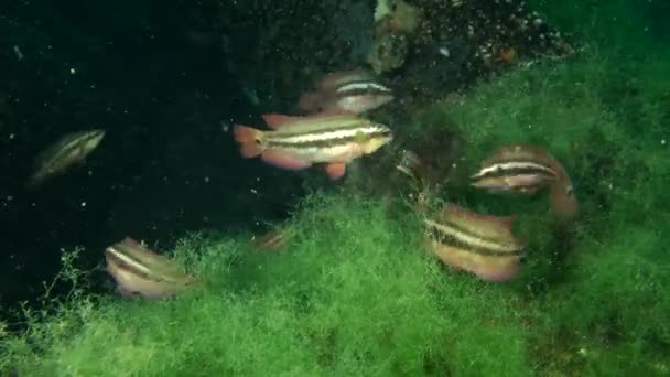 Група чоловіків Ocellated wrasse (Symphodus ocellatus ). — стокове відео