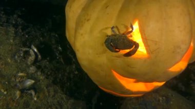 Cadılar Bayramı Su Altında: Yengeç ve Cadılar Bayramı Parlayan Balkabağı.