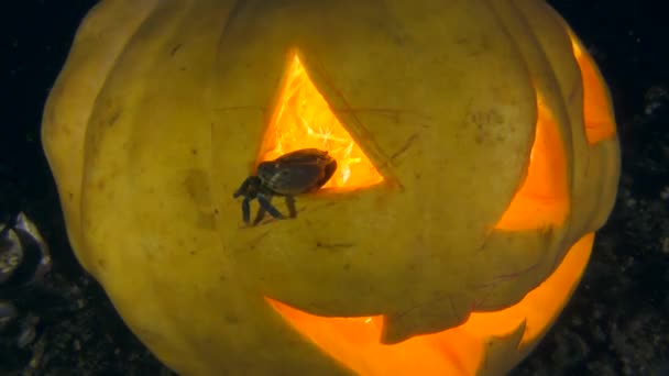 Halloween Underwater: Crab and Halloween Glowing Pumpkin. — Stock Video