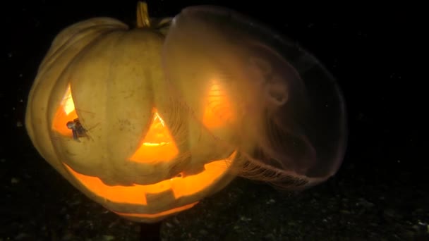 Halloween Undervatten: maneter och halloween Glödande pumpa. — Stockvideo