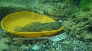 Plastik kirlilik: Deniz tabanındaki plastik atıklar arasında Goby balığı.