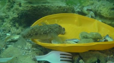Göletin plastik kirliliği: Deniz tabanındaki plastik atıklar arasında goby balığı.